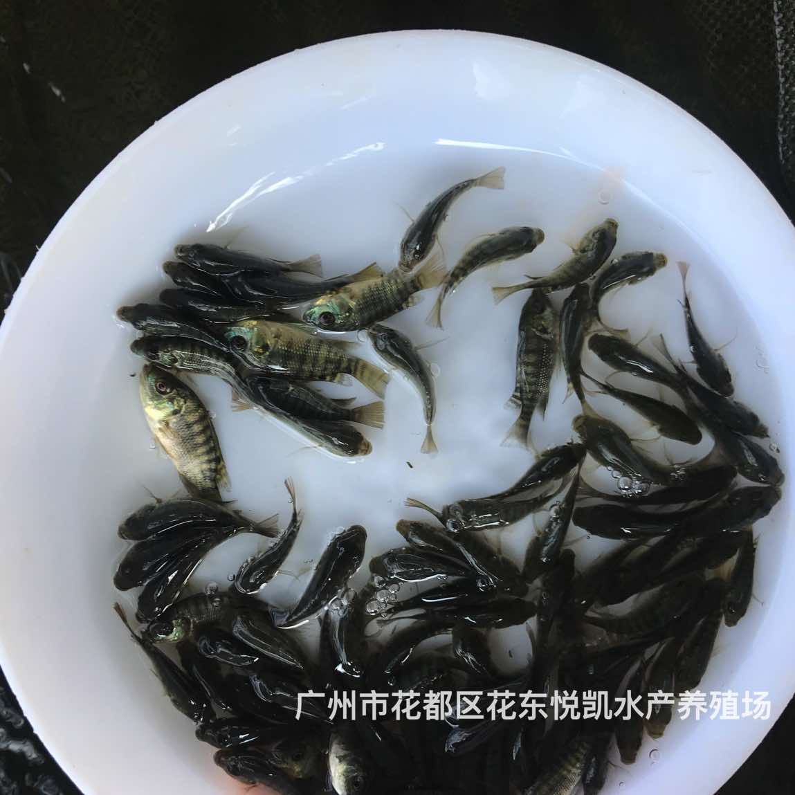 易養快大親親魚苗養殖基地洗腳魚親親魚批發價格