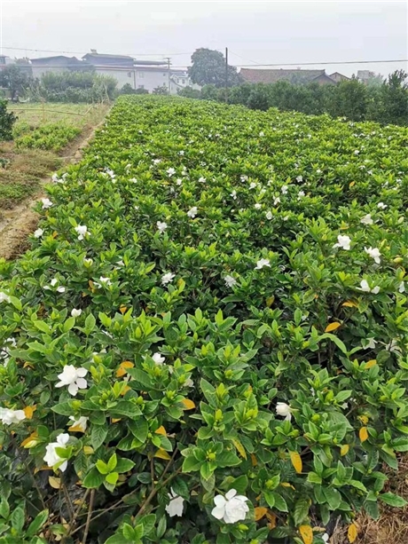 广州栀子花基地批发图片