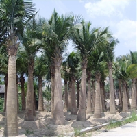 福建高杠国王椰子 棕榈科类植物绿植 国王椰子批发 园林绿化风景树
