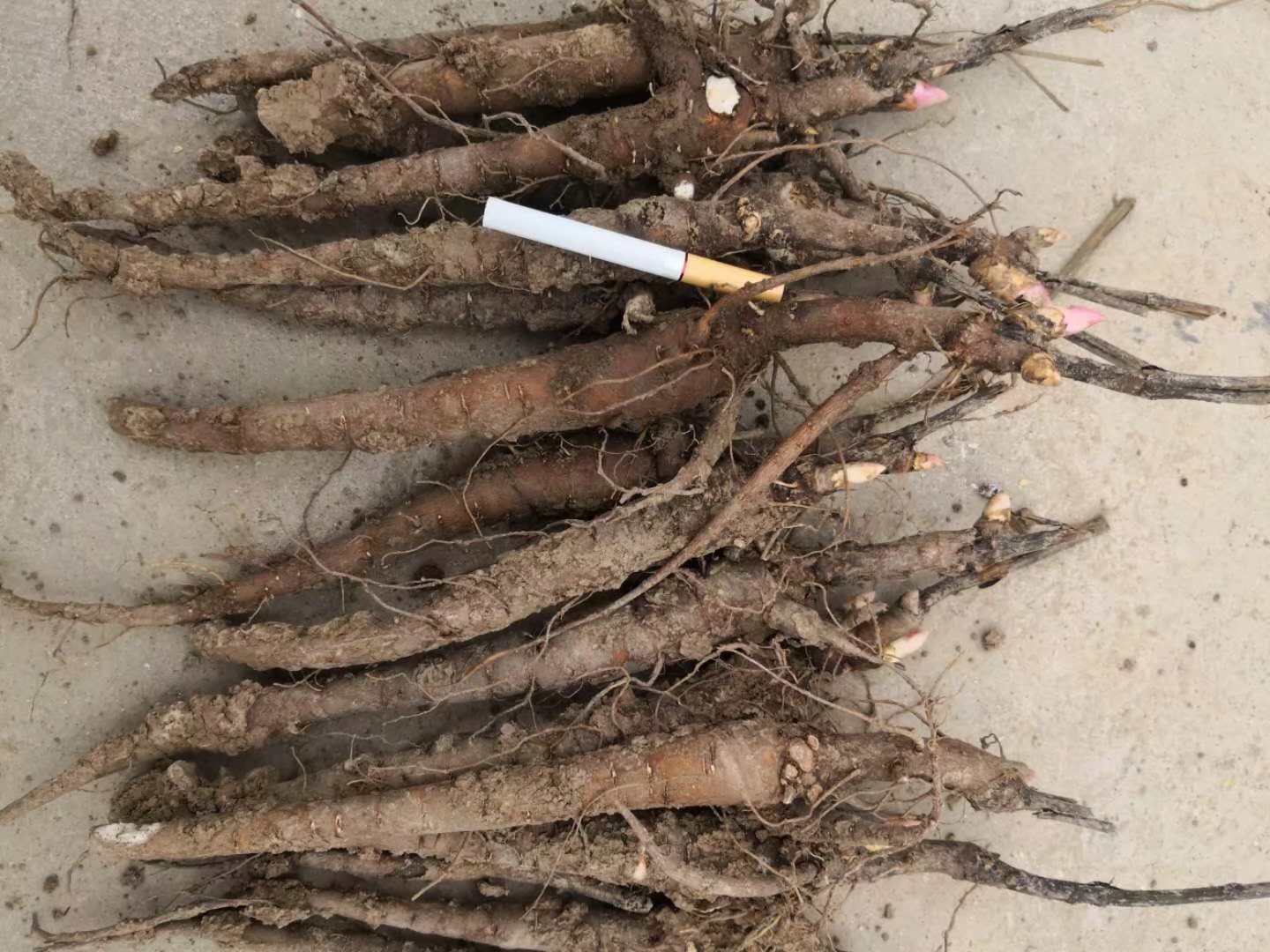 白芍苗 二年白芍芽苗价格 芍药苗批发