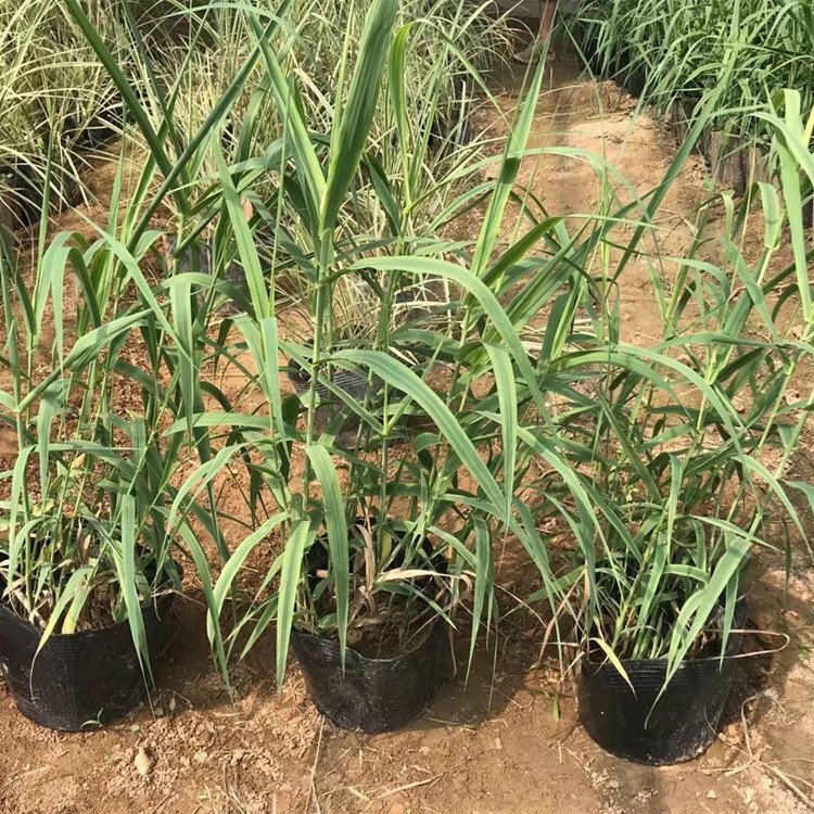 變葉蘆竹(學名:arundo donax var.