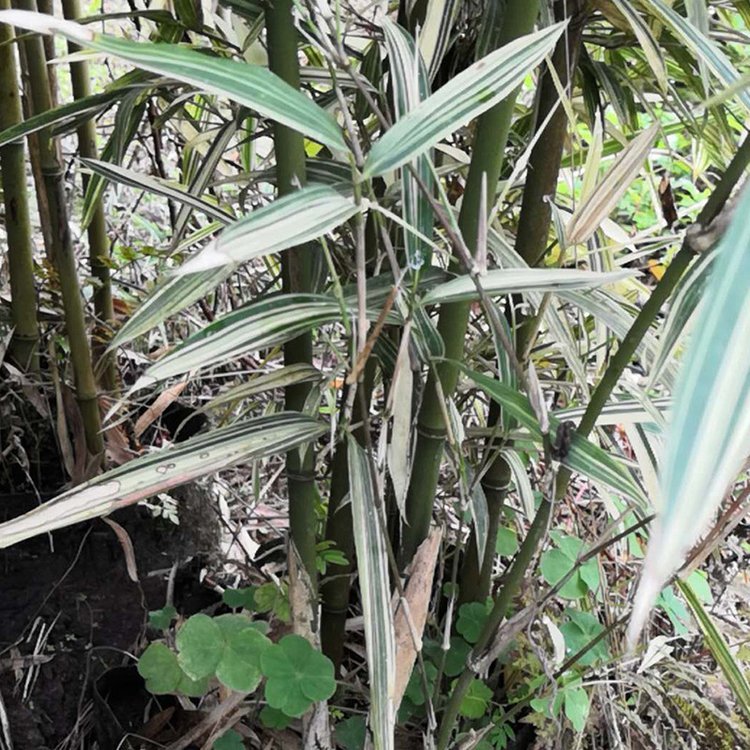 花叶唐竹袋苗 花叶唐竹盆栽 各种竹类植物报价 批发直供量大从优