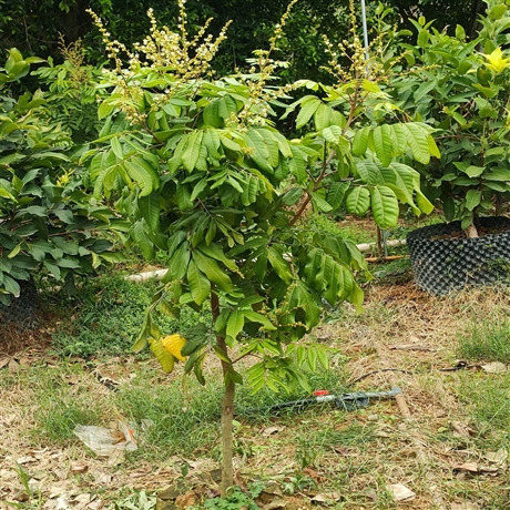 龙眼树移植苗龙眼树容器苗桂圆树福建果树基地批发