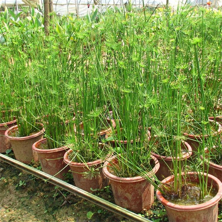 纸莎草(学名:cyperus papyrus l.