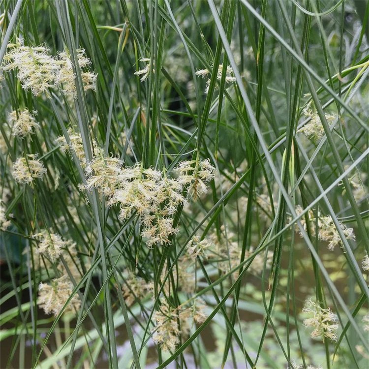 纸莎草 细叶莎草 水莎草 纸莎草批发 池塘造景河道公园水体绿化
