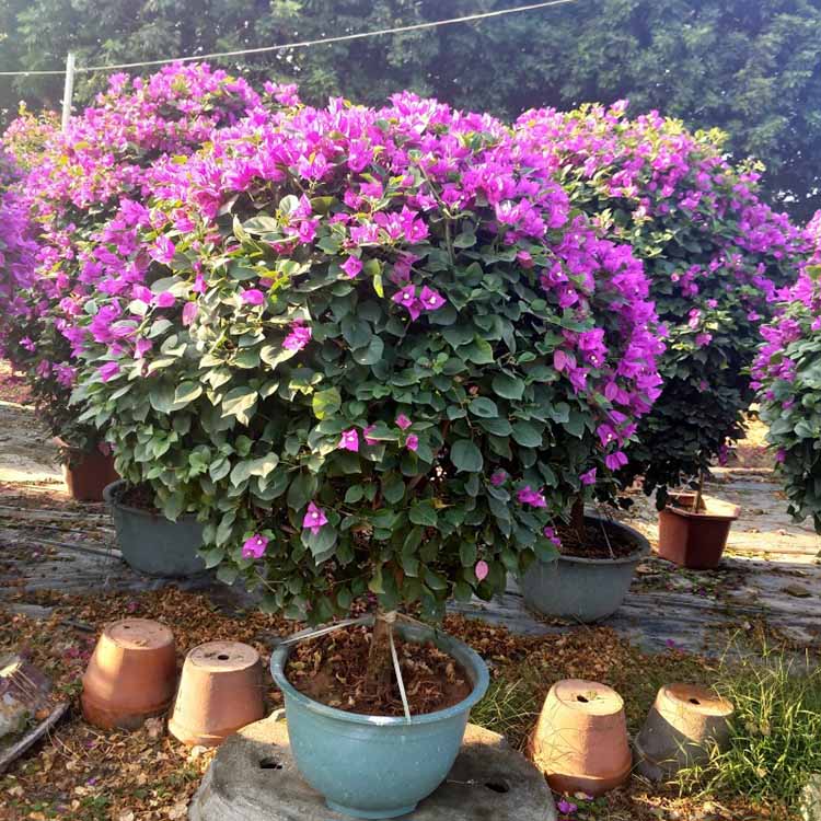 红色三角梅球 紫色三角梅球 多色三角梅球 勒杜鹃球 漳州基地批发