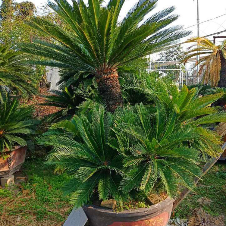 鐵樹(拉丁學名cycas revoluta thunb)學名蘇鐵,是一種裸子植物,別名是