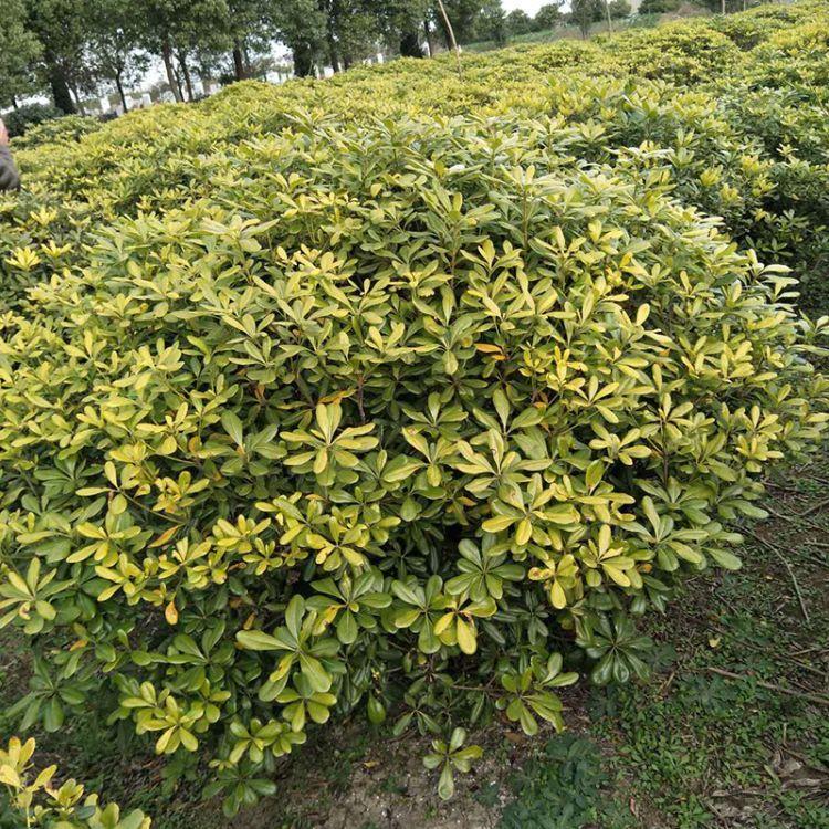 灌木-灌木价格/厂家/批发-漳浦县马口好客园艺场