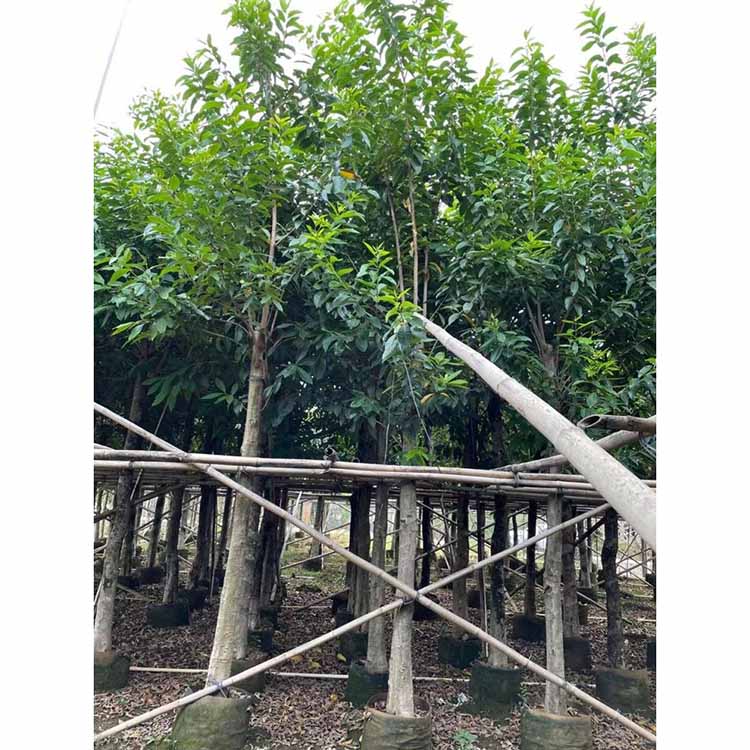 水翁容器苗水翁树假植苗水榕移植苗福建绿化树木基地