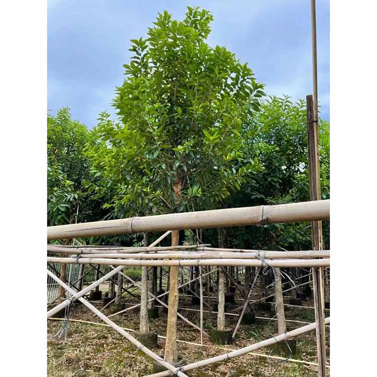 水翁容器苗水翁树假植苗水榕移植苗福建绿化树木基地