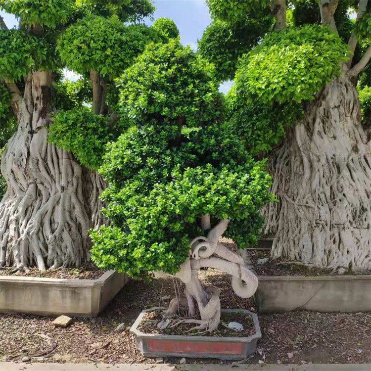 造型小叶榕盆栽价格怪根小叶榕盆景小叶榕树桩景