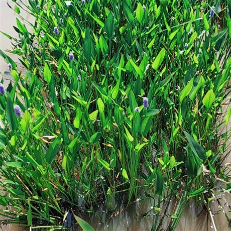 基地批发梭鱼草杯苗各种水生植物梭鱼草各种规格大小量大优惠