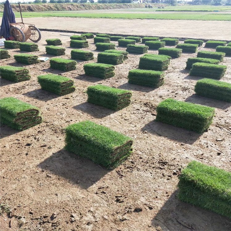 馬尼拉草坪批發基地 馬尼拉草皮 學校操場綠化草坪 四季常綠 耐踐踏