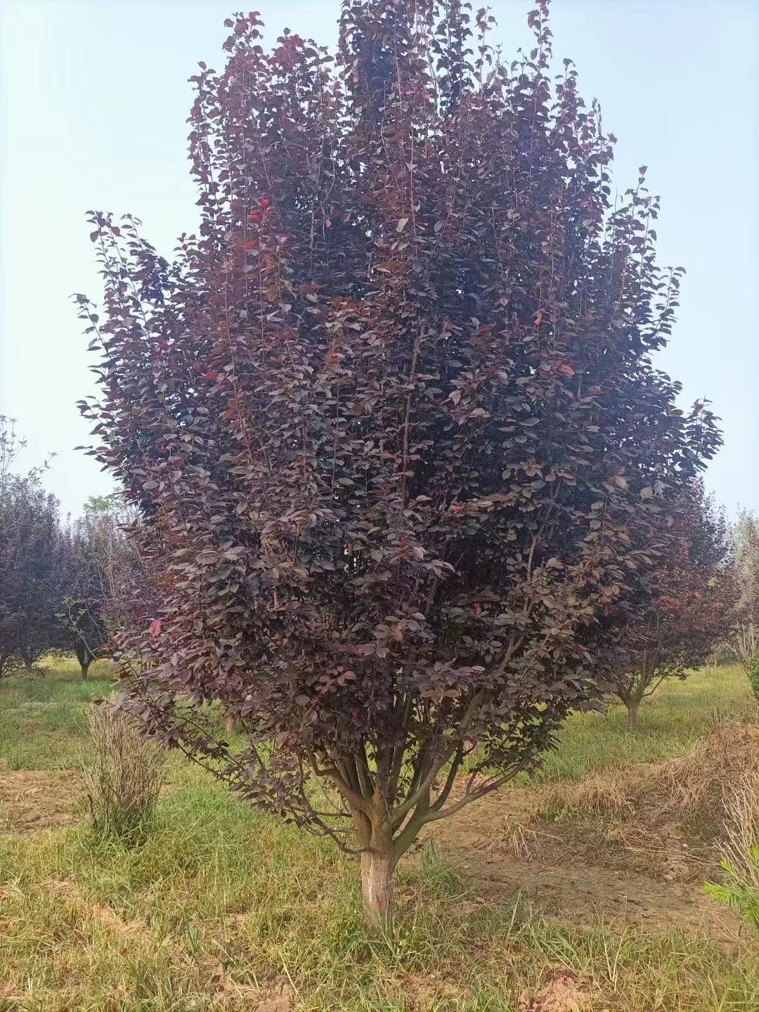 苗圃出售10公分紫叶李12公分紫叶李价格