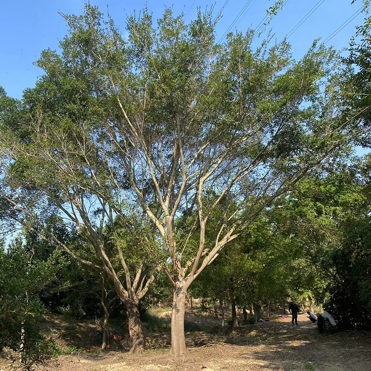 红皮榕树苗红皮榕基地批发各种规格供应景观工程供应商