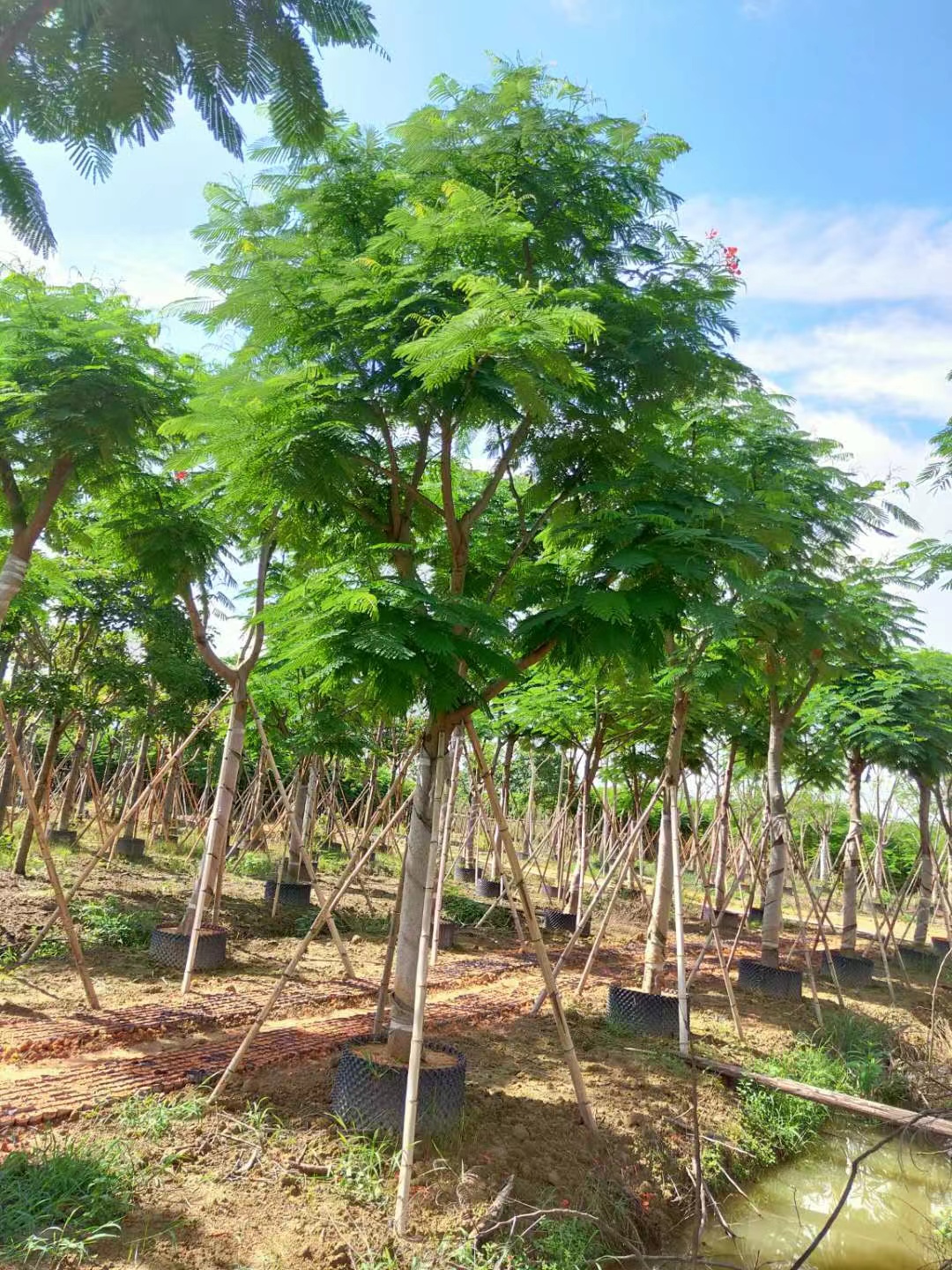 贵州全冠凤凰木产地直供精品凤凰木苗行道绿化观赏树