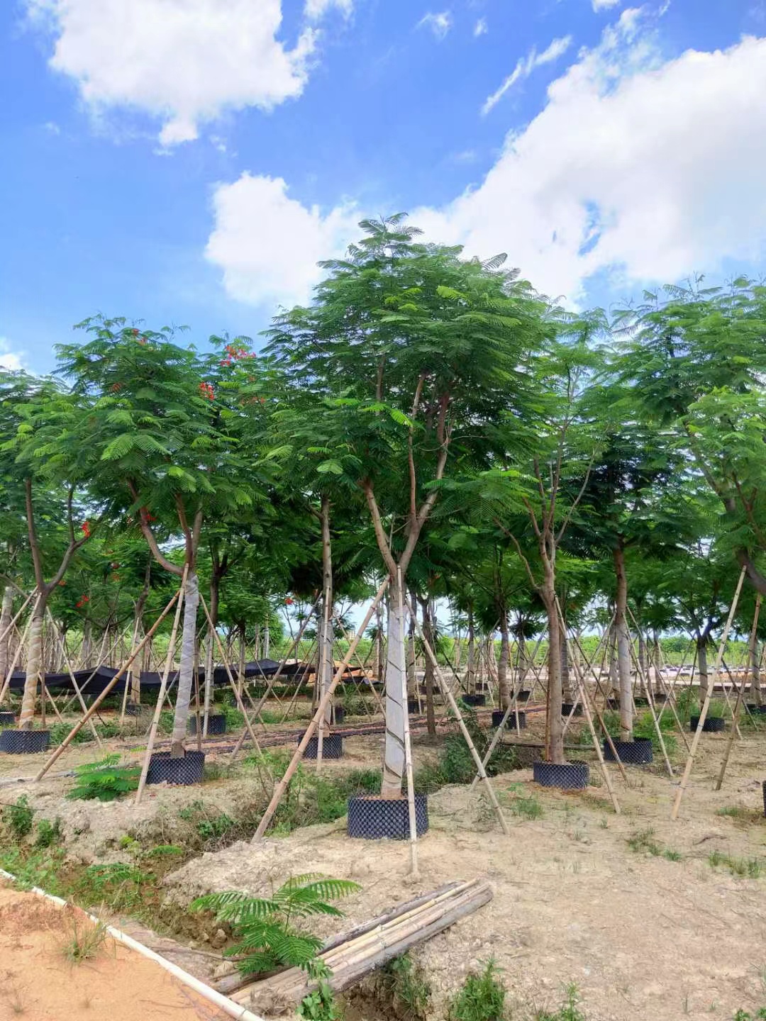 江西批发落叶乔木凤凰木凤凰木价格园区绿化植物树苗