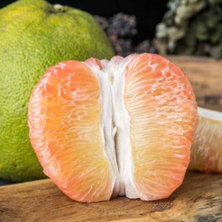 越南青柚苗越南青柚嫁接苗柚子苗福建基地批发