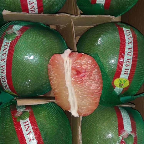 越南青柚苗越南青柚嫁接苗柚子苗福建基地批发