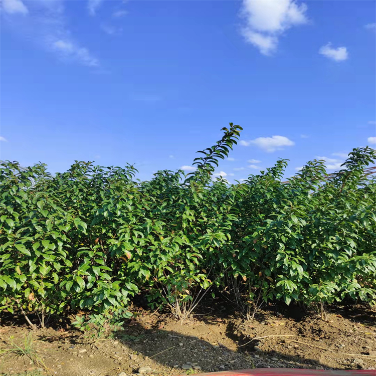 内蒙绿化苗木红花麦李红花麦李绿篱苗货量充足售价低