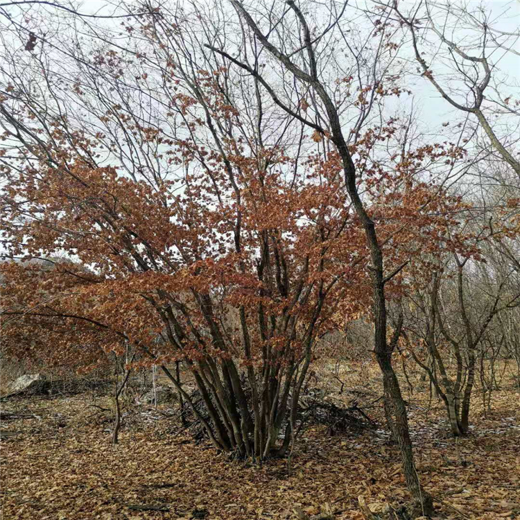 黑龍江苗圃三角槭叢生三角楓貨量充足售價低