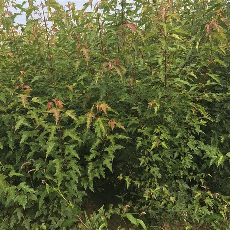 绿化批发三角枫树苗三角枫杯苗落叶乔木三角枫