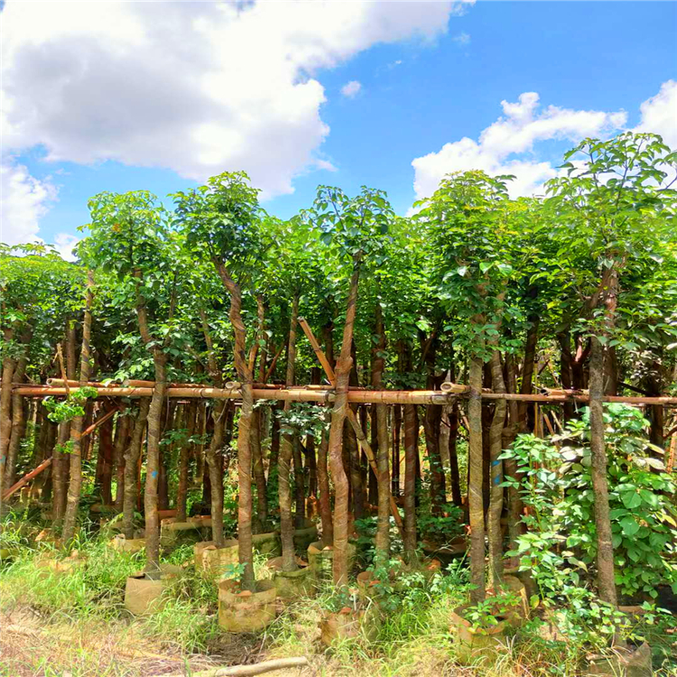 湖南秋枫百亩种植区独杆重阳木多杆秋枫公园绿化用苗量大优惠