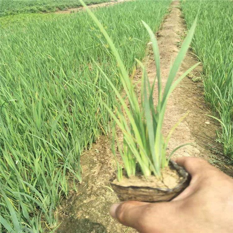 绿化批发马莲杯苗马莲价格欢迎来电