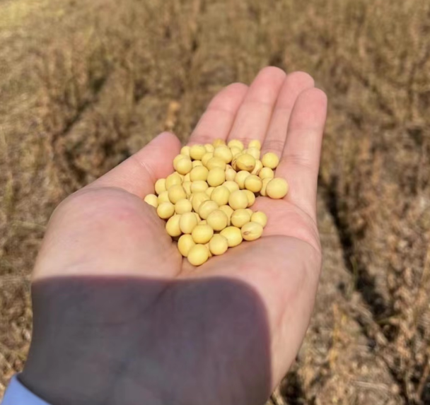 大豆种子基地黄淮河区域种植郑1307大豆厂家批发