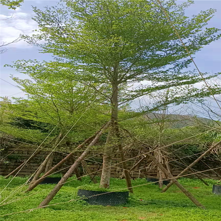 海南基地直供小叶榄仁全冠小叶榄仁树园林绿化树量大从优