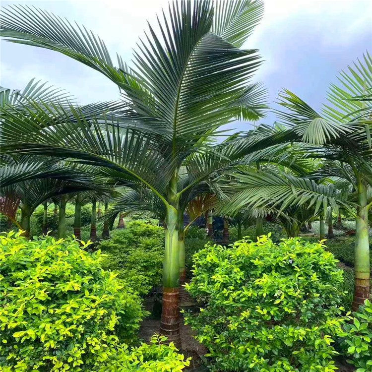 假槟榔批发价格福建假槟榔报价基地规格齐全棕榈树大量批发
