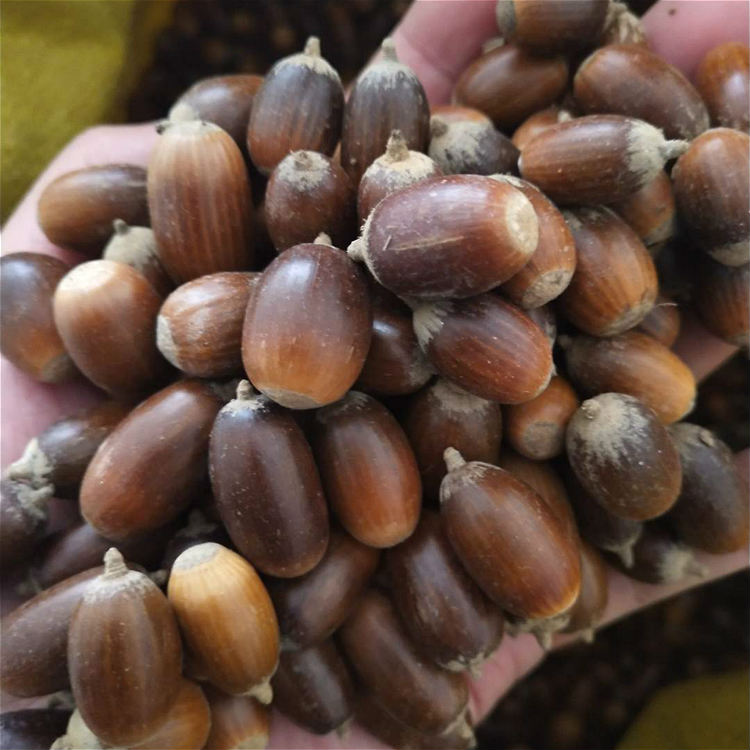 农户自采赤皮青冈种子价格昊天林业基地红稠种苗供应