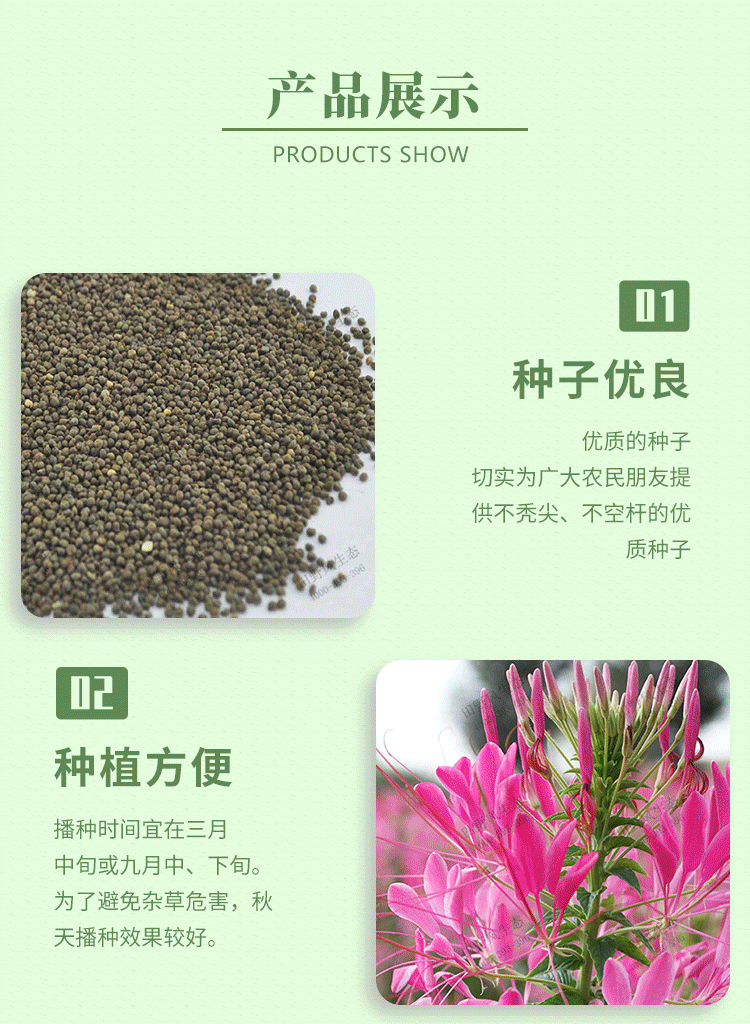 醉蝶花种子的种植方法图片