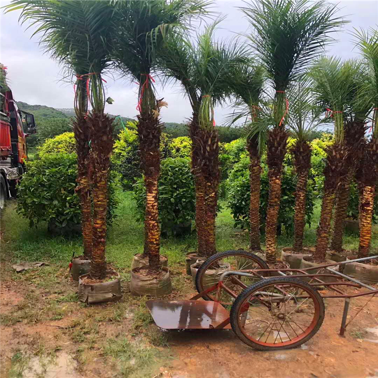 基地批發美麗針葵樹袋苗 美麗針葵移植苗 園林景觀行道樹 江邊刺葵 軟