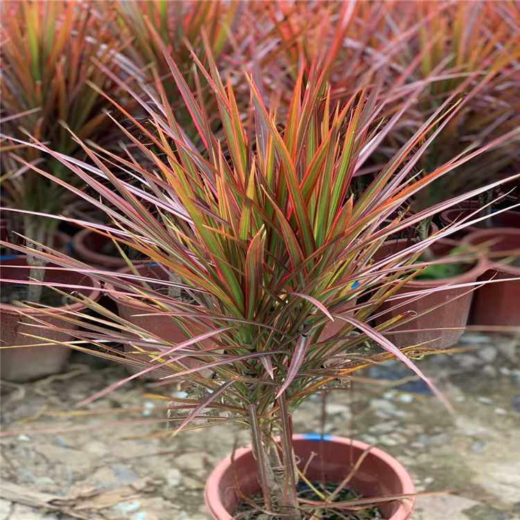 马尾铁批发原产地种植七彩马尾铁盆栽苗多种规格马尾铁小苗袋苗