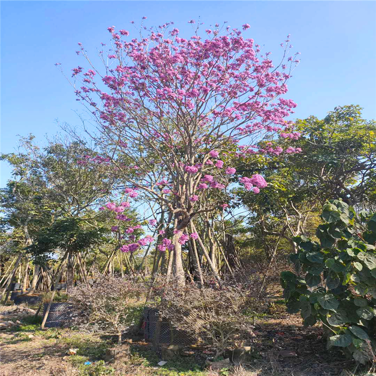 大量批发紫花风铃木612公分紫花风铃木绿化苗木福建闽龙花卉苗圃直供