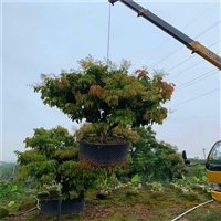 荔枝树袋苗 荔枝树小苗 庭院绿化果树苗木批发