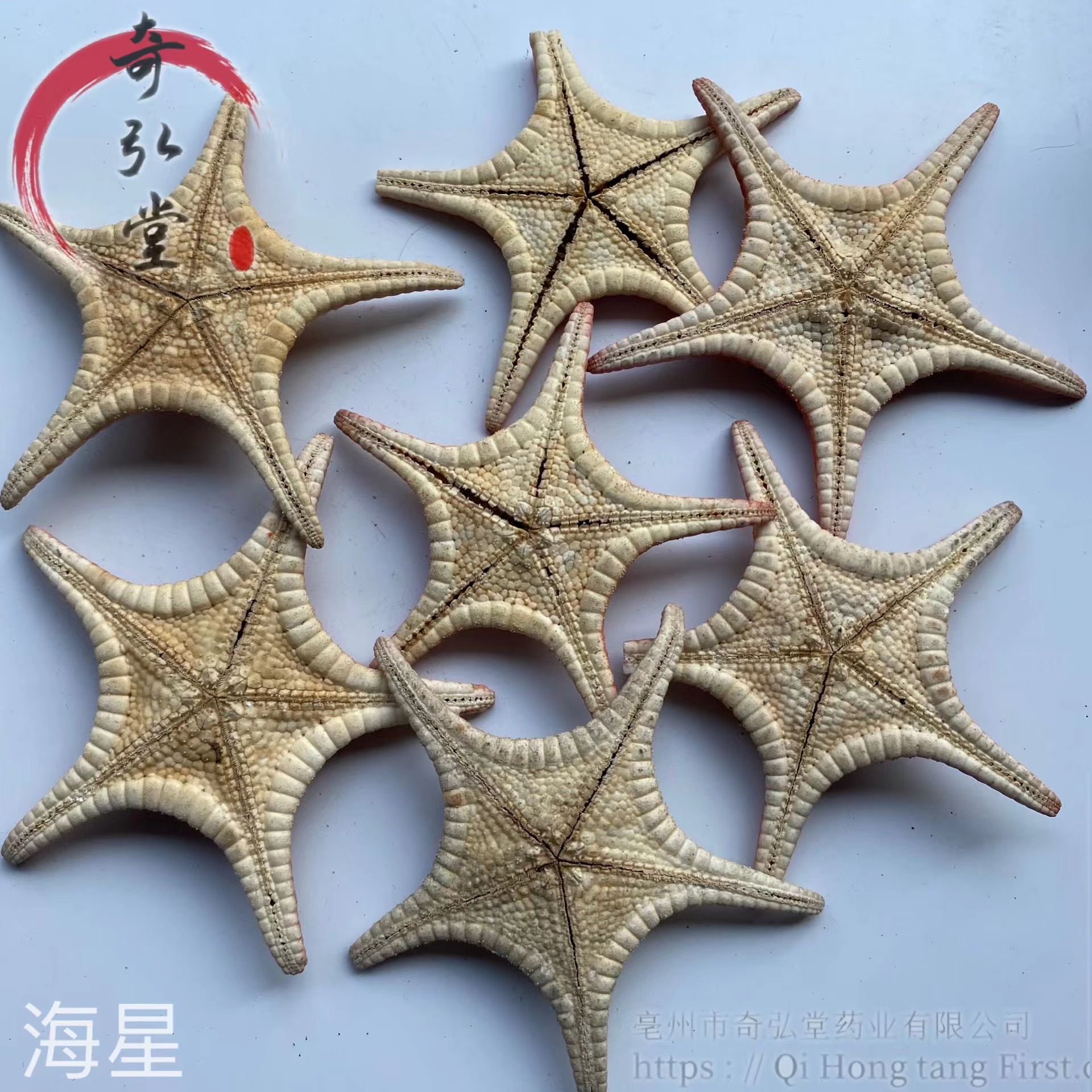 中药材海星五角星的功效与作用