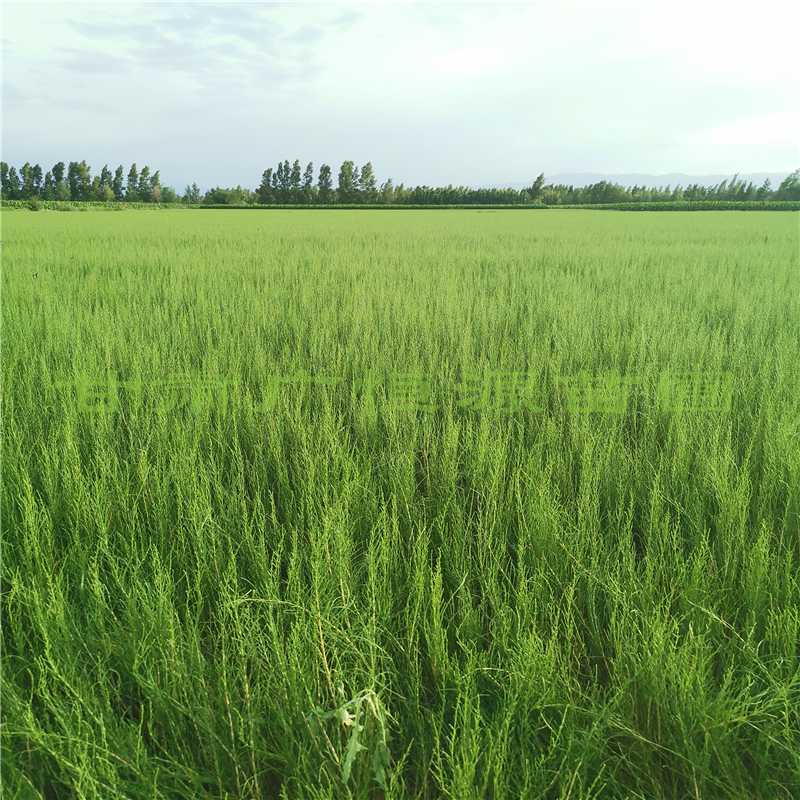 1年生梭梭苗50公分梭梭树苗沙漠绿化梭梭树