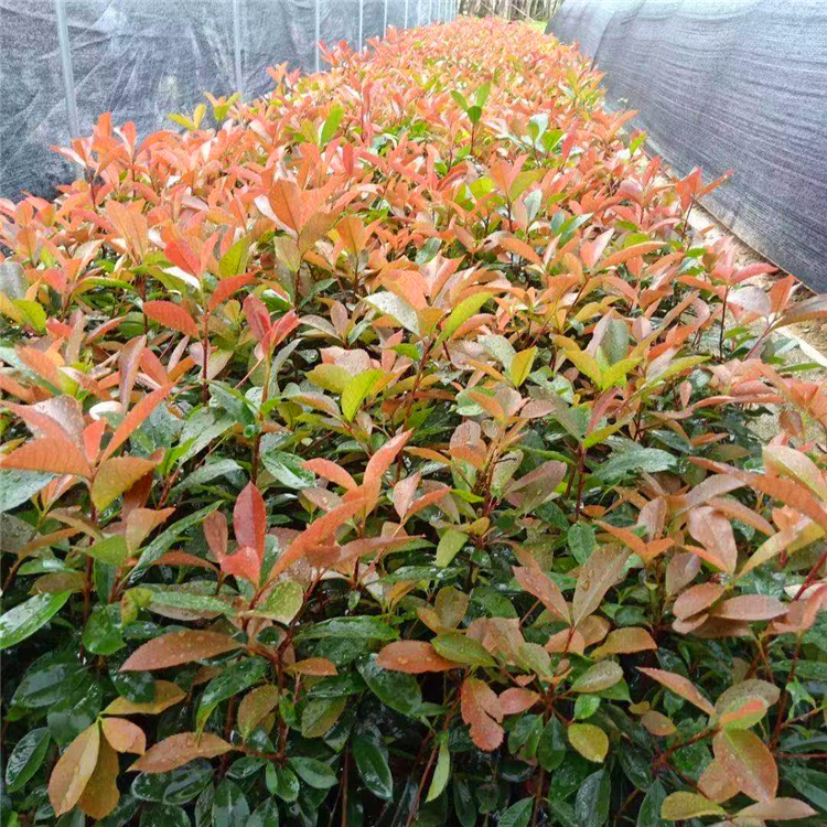 云南红叶石楠大量供应精品红叶石楠报价园林工程色块绿篱苗