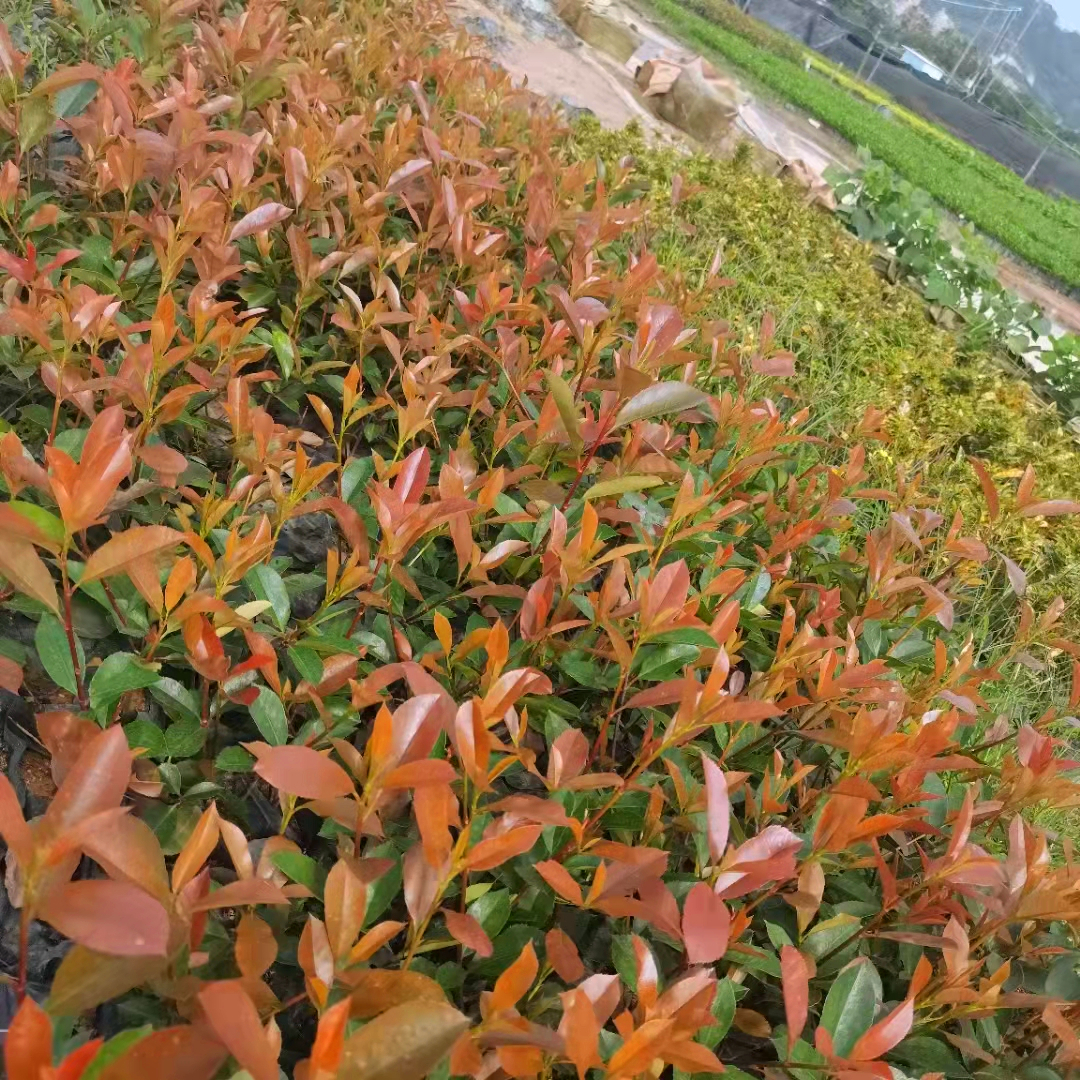 貴州紅葉石楠樹苗紅葉石楠價格規格齊全苗圃直供