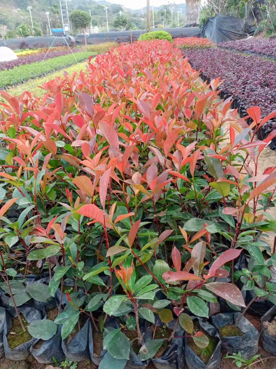 安徽直供红叶石楠苗红叶石楠工程苗公路环境绿化园林植物