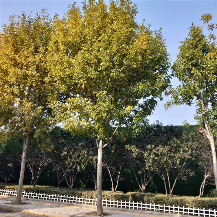 屯溪城市绿化丛生白蜡价格23公分24公分原生白蜡树树形美观