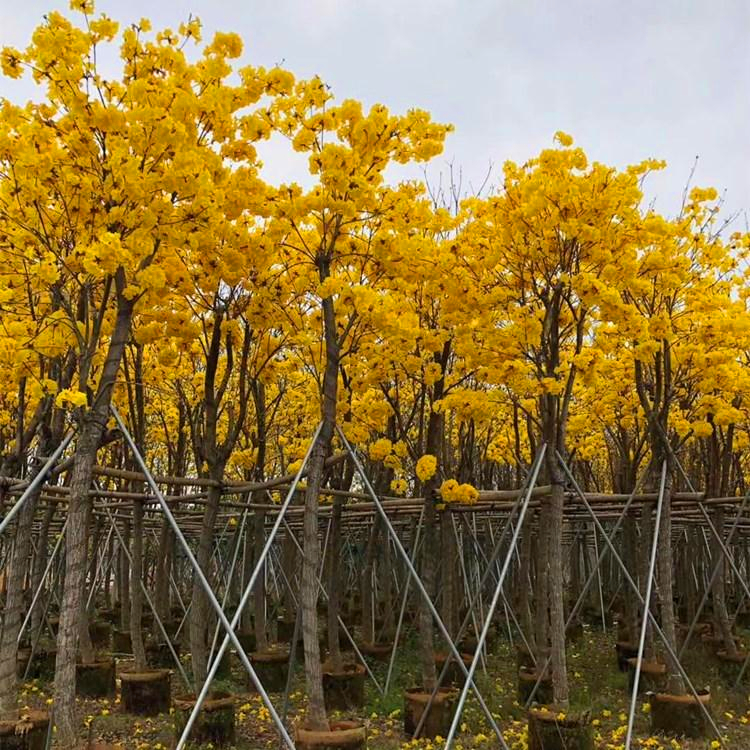 湖南基地批发骨架黄花风铃木黄花风铃木地苗树形优美公园小区风景