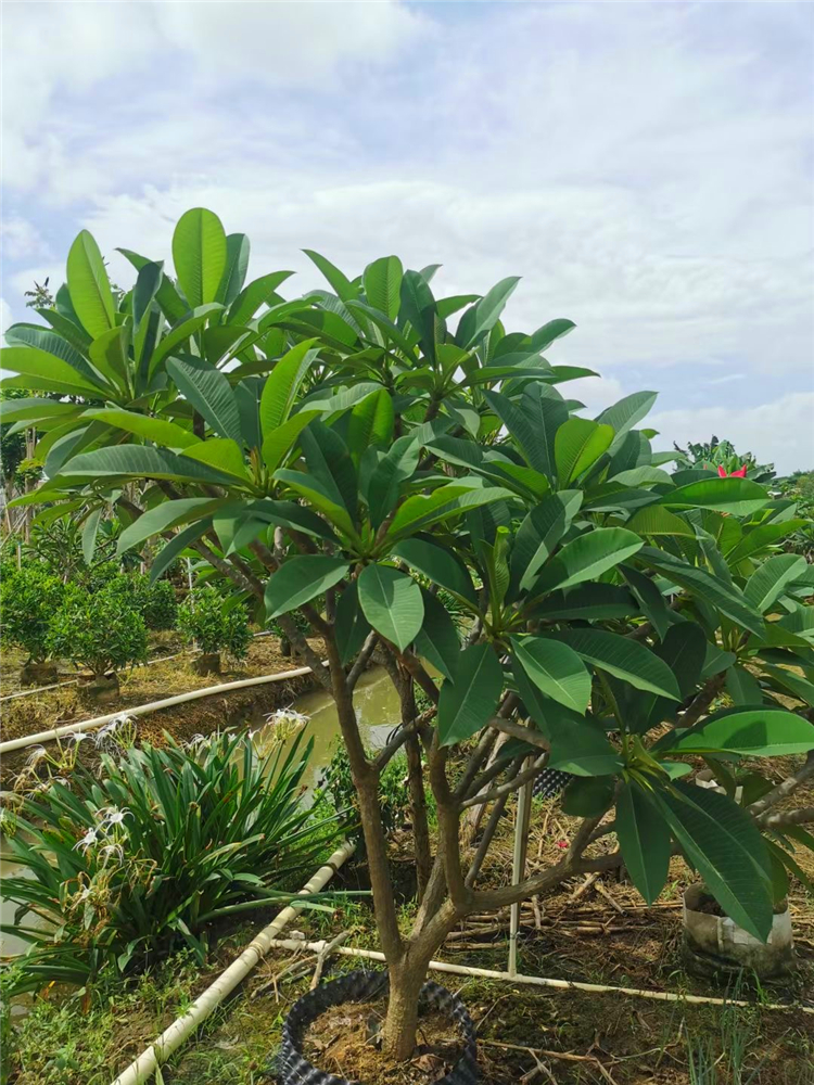 辽宁长期提供鸡蛋花鸡蛋花袋苗精品观赏用树基地直供