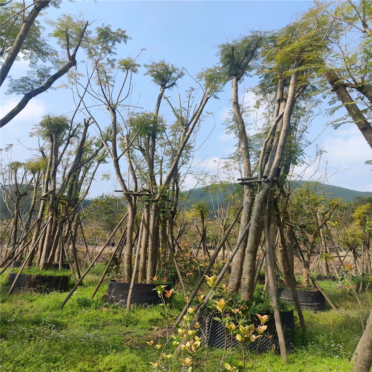 种植什么绿化树前景好(现在种植什么绿化树前景比较好)