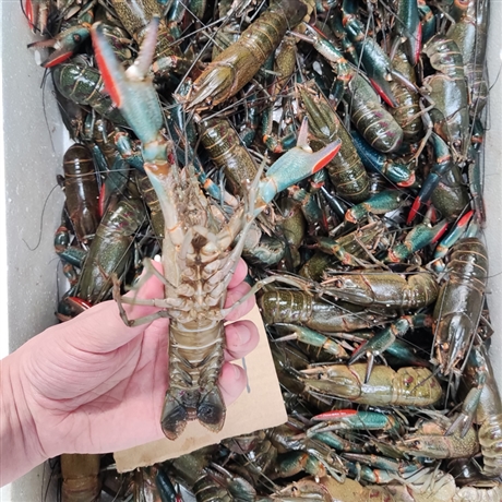 澳龙自产自销澳龙批发1两规格澳洲淡水小龙虾十一月40元每斤