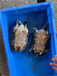 金头龟收购回收