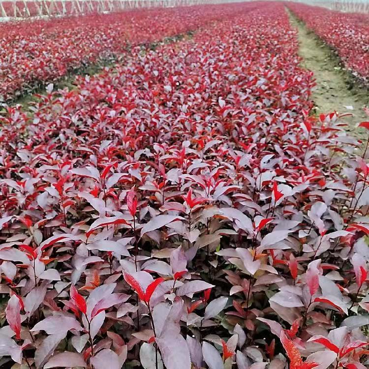乡村绿化苗木紫叶矮樱苗圃一至二年生紫叶矮樱高速绿化用苗