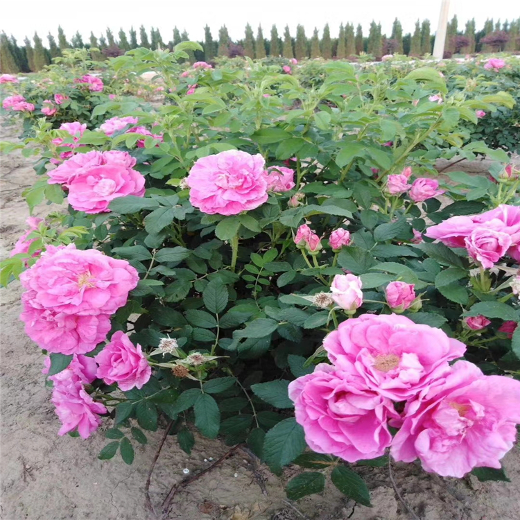阜新冷香玫瑰寒地玫瑰苗花期长红紫色